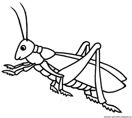 Кузнечик раскраска для детей