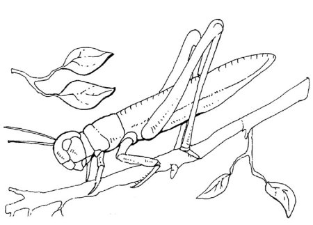 Кузнечик раскраска для детей