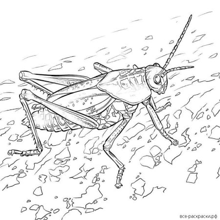 Кузнечик черно белый