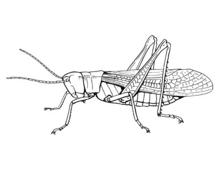 Насекомые. Раскраска