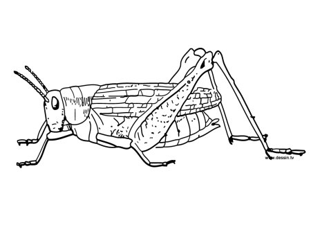 Кузнечик для рисования