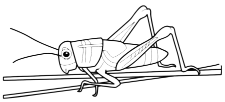 Насекомые раскраски кузнечик Саранча