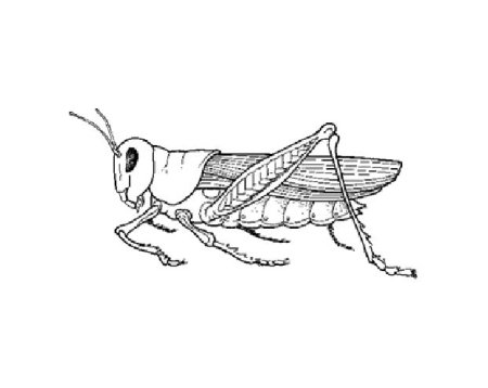 Кузнечик раскраска для детей