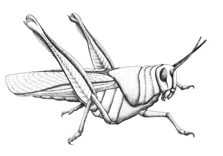 Кузнечик для рисования