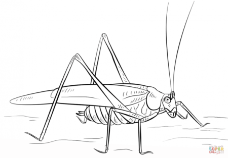 Саранча нарисовать