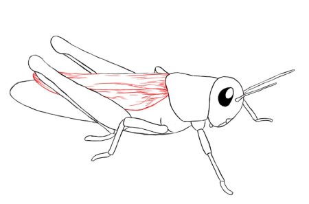 Раскраски насекомые Саранча