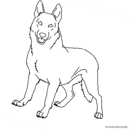 Раскраска собака овчарка