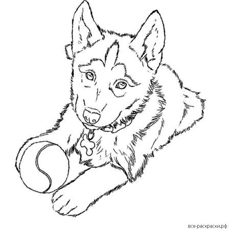 Разукрашки немецкая овчарка