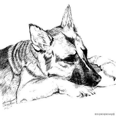 Раскраска немецкая овчарка