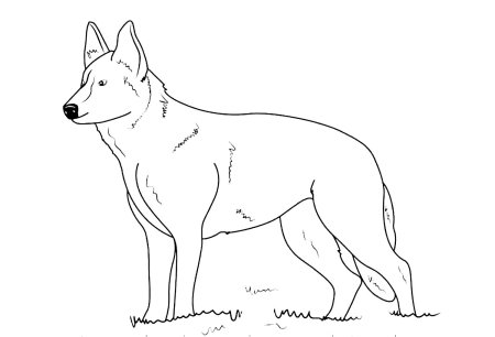 Раскраска немецкая овчарка