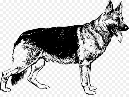Раскраска собака овчарка