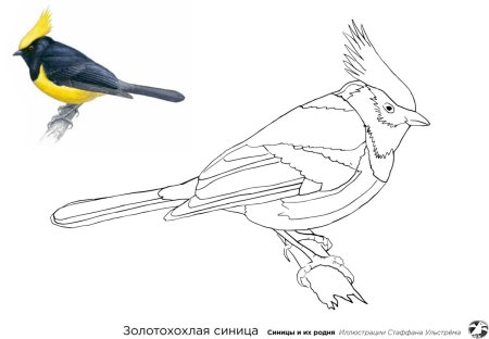 Синица на ветке раскраска