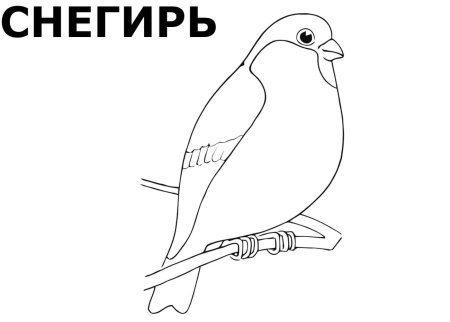 Снегирь черно белый