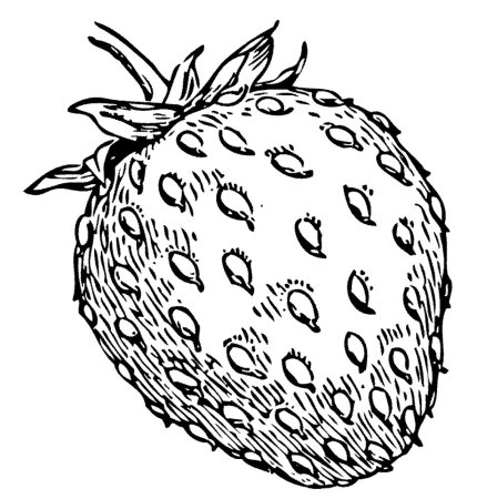 Клубника раскраска