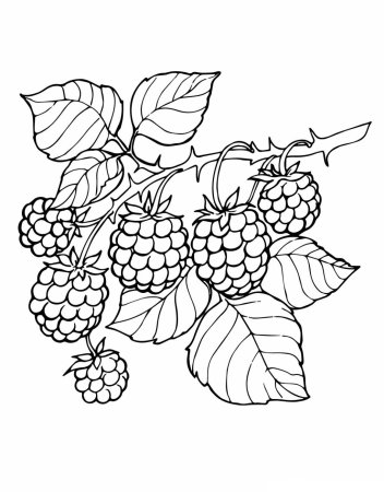 Раскраска ягод брусника для детей