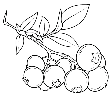 Раскраска "ягоды"