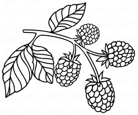 Малина раскраска
