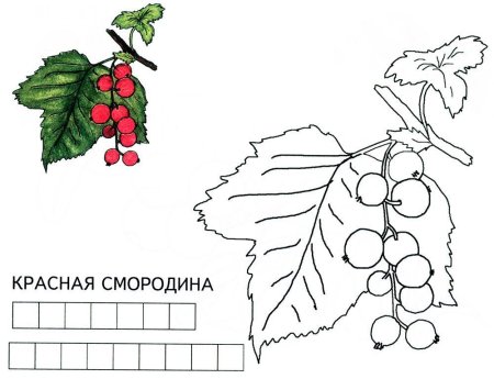 Крыжовник раскраска