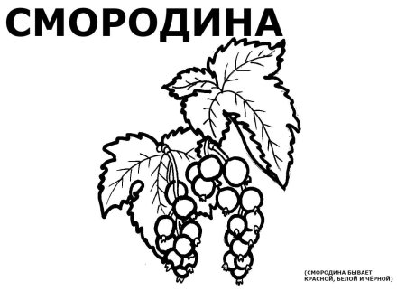Смородина эскиз вектор