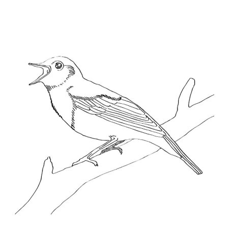 Соловей раскраска