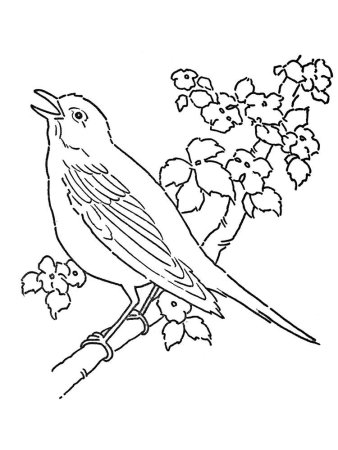 Соловей раскраска для детей