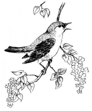 Птица на ветке