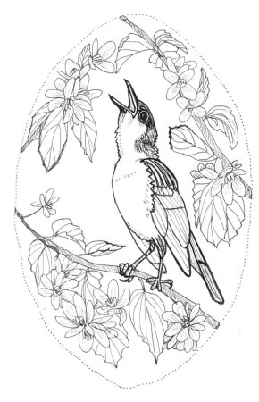 Соловей раскраска