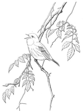 Птицы для раскрашивания