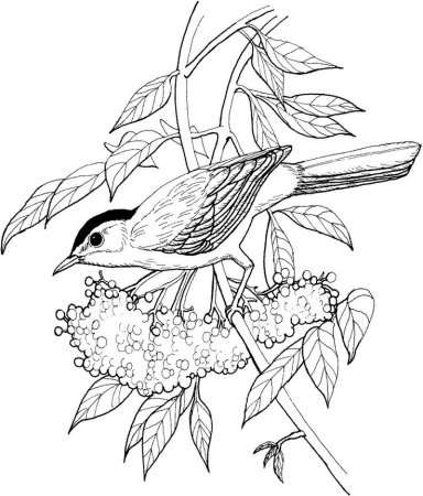 Соловей рисунок карандашом