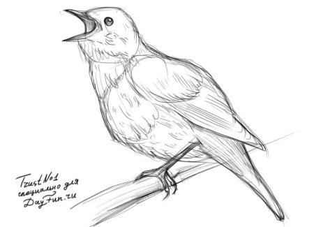 Соловей раскраска для детей