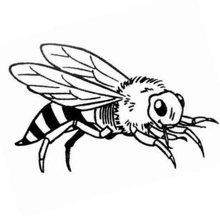 Раскраска насекомые Оса