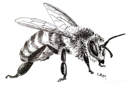 Оса обыкновенная рисунок