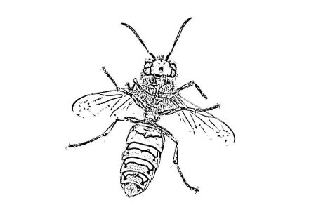 Оса раскраска