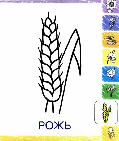 Колосок пшеницы раскраска