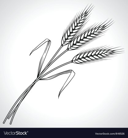 Как нарисовать колосья пшеницы