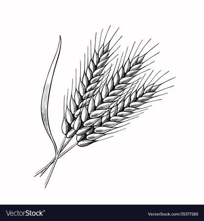 Колосок пшеницы раскраска