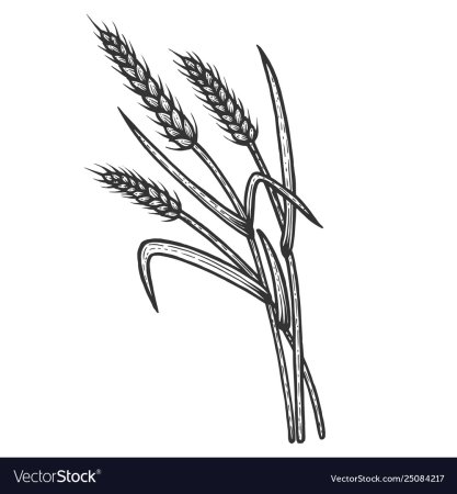 Как нарисовать пшеницу карандашом поэтапно | Wheat tattoo, Wheat drawing, Wheat vector