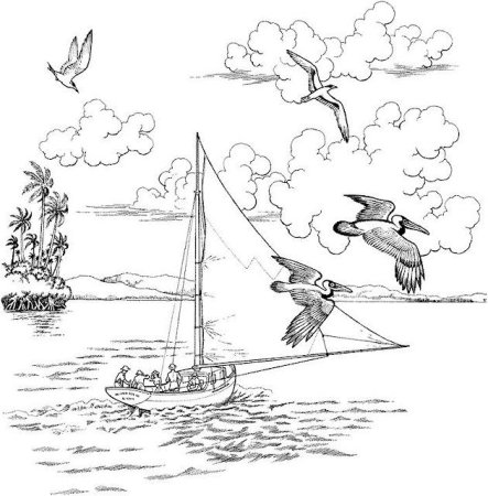 Чайки раскраска для детей