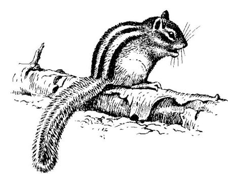 Раскраска животные бурундук