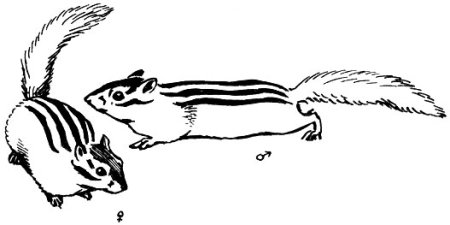 Соня полчок нарисовать карандашом