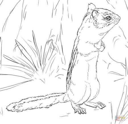 Бурундук раскраска для детей