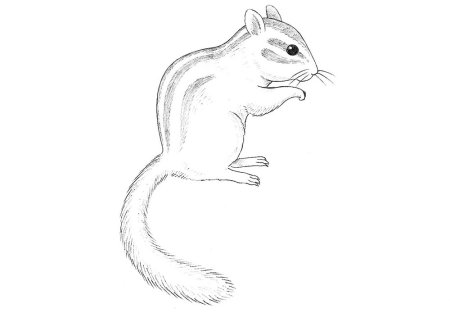 Бурундук раскраска для детей