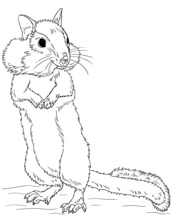 Бурундук раскраска