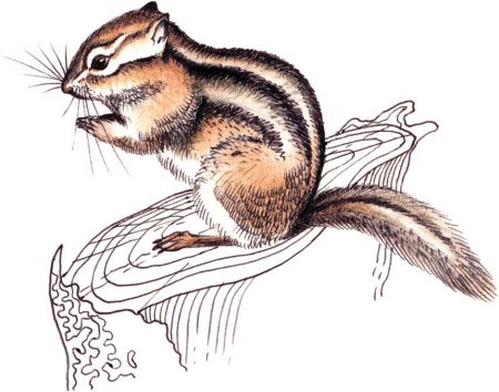 Элвин и бурундуки раскраска