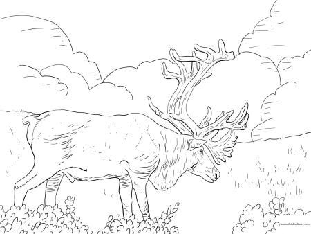 Арктика раскраска для детей