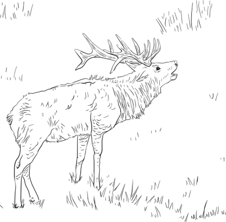 Тундра раскраска для детей