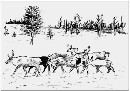 Раскраска природа