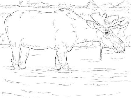 Северный олень раскраска