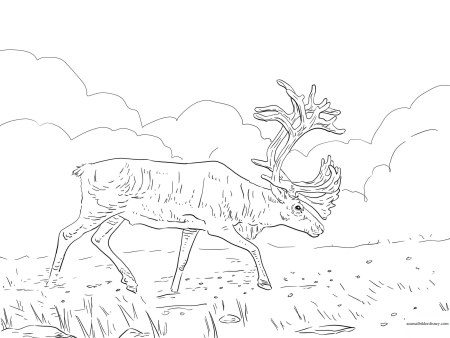 Олень раскраска