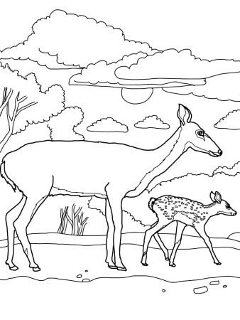 Раскраска Северный олень в тундре